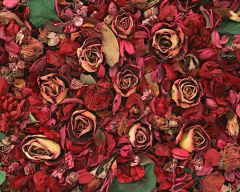 Tapeta Nature Flowers 275.jpg